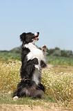 BORDER COLLIE 251